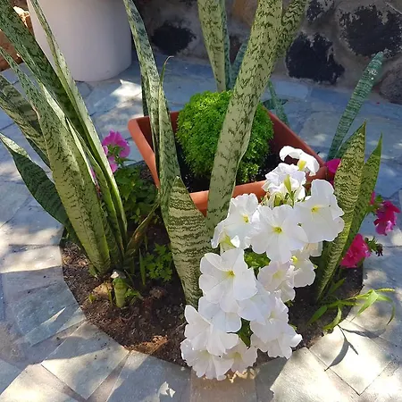 Appart hôtel Ira & Studios Kamári